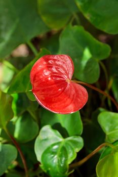 Tropical growing green flora nature texture pattern