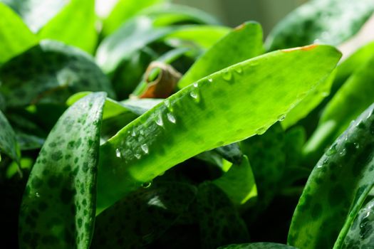 Tropical growing green flora nature texture pattern