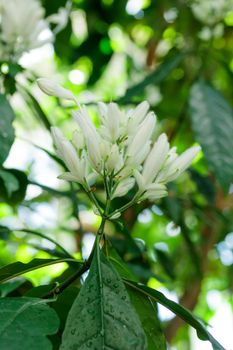 Tropical growing green flora with flower nature texture