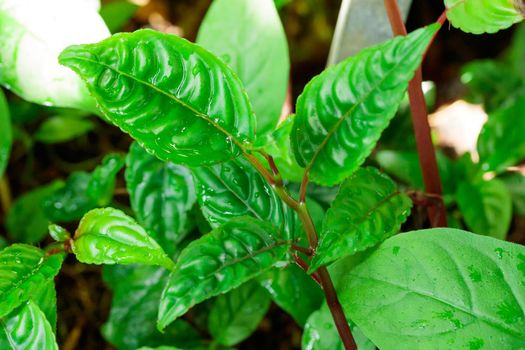 Tropical growing green flora nature texture pattern