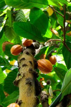 Orange color raw cocoa beans hanging on cacao tree in the tropical forest