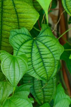 Tropical growing green flora nature texture pattern