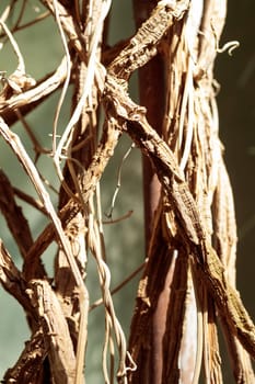 Palm trunk macro nature flora texture pattern