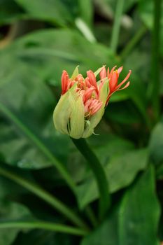 Tropical growing green flora nature texture pattern