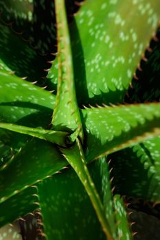 Tropical growing green succulent nature texture pattern