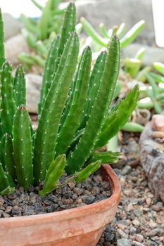 Tropical growing green succulent nature texture pattern