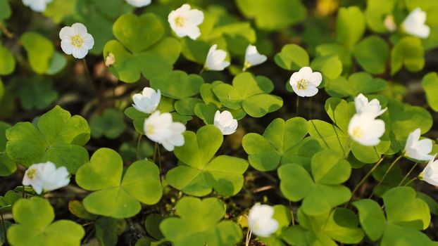 Blooming rabbit sprouts in the woods in spring. Smooth movement