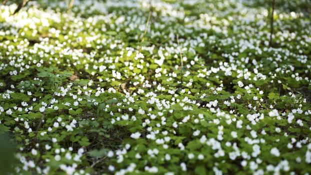 Blooming rabbit sprouts in the woods in spring. Smooth movement