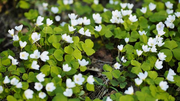White Oxalis blooms in the forest in spring. View using the slider