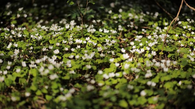 Blooming rabbit sprouts in the woods in spring. Smooth movement