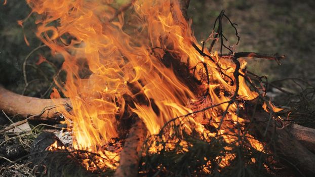 Bonfire burning in the woods during a picnic