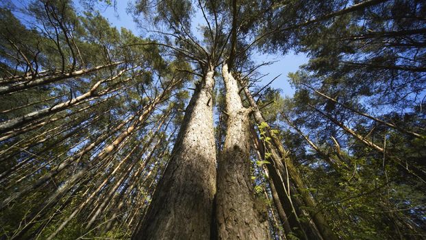 Spring Forest. View from below with a slider