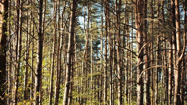 The trunks of the trees sway in the slight breeze on a spring day