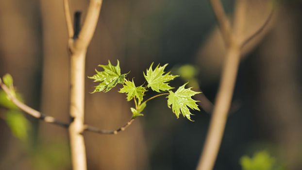 Young and fresh maple leaves in the spring in the woods. Video in motion