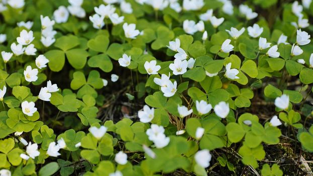 White Oxalis blooms in the forest in spring. View using the slider