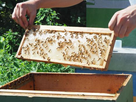 Beekeeper working with bees and beehives on the apiary. Beekeeping concept. Beekeeper harvesting honey Beekeeper on apiary.