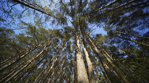 Spring Forest. View from below with a slider