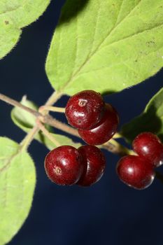 Wild red fruits close up botanical background lonicera xylosteum family caprifoliaceae high quality big size prints