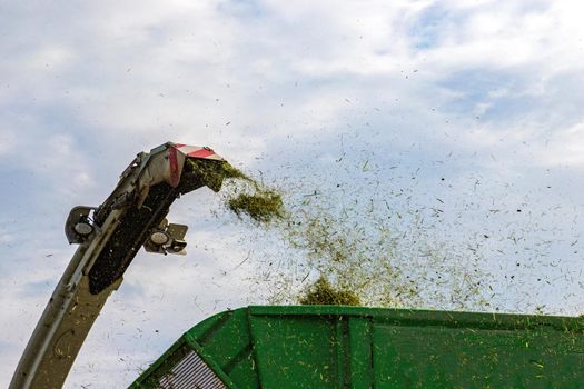 The combine pours silage into the tractor-trailer in the field. Preparing animal feed for the winter.