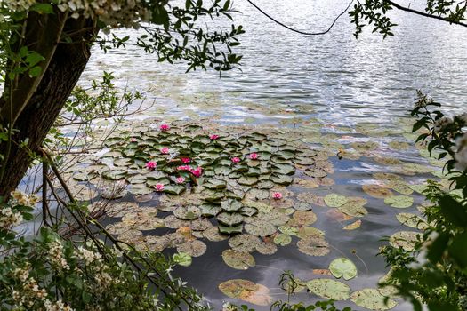 Green leaves and pink water lilies on the water.