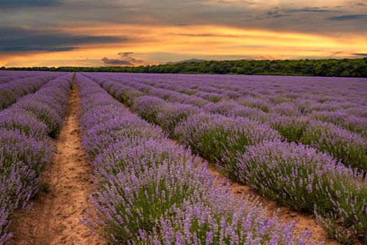 Exciting landscape with blooming lavender field at sunset