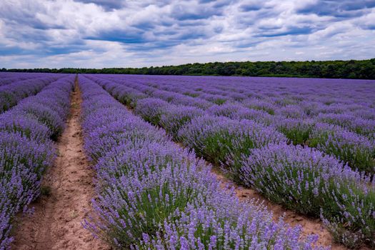 Lavender flower blooming scented fields in endless rows. Day view with fluffy clouds.