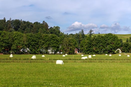 Hay bales that are packed with foil stored in a meadow for winter fodder