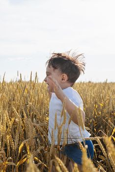 Cute boy walking across the wheat field, making funny faces. Wheat ear. Rye ears. Selective focus. Setting sun. Walk in the rye field.