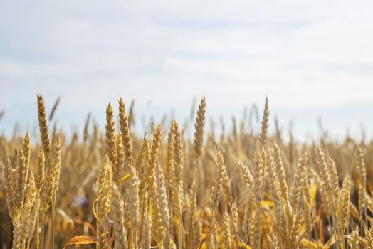 Farmland field with yellow ripe ears of wheat in sunny summer day.