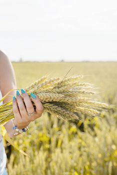 Closeup of woman hands holding wheat spikes bouquet on wheat field, copy space