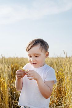 Cute boy walking across the wheat field, making funny faces. Wheat ear. Rye ears. Selective focus. Setting sun. Walk in the rye field.