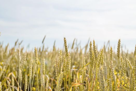 Farmland field with unripe green ears of wheat in sunny summer day.