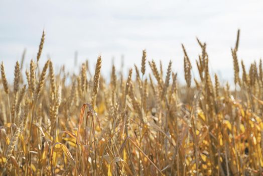 Farmland field with yellow ripe ears of wheat in sunny summer day.