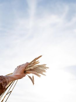 Closeup of woman hands holding wheat spikes bouquet on wheat field against sunset sky, copy space