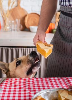 Happy Thanksgiving Day. Autumn feast. Animal allergy.man preparing thanksgiving dinner at home kitchen, giving a dog a piece of pumpkin pie to try