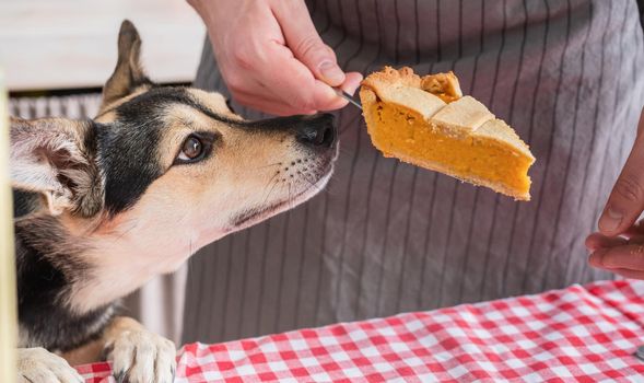 Happy Thanksgiving Day. Autumn feast. Animal allergy.man preparing thanksgiving dinner at home kitchen, giving a dog a piece of pumpkin pie to try