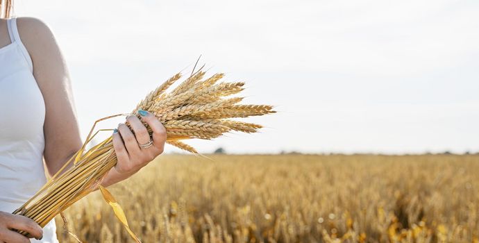 Closeup of woman hands holding wheat spikes bouquet on wheat field, copy space