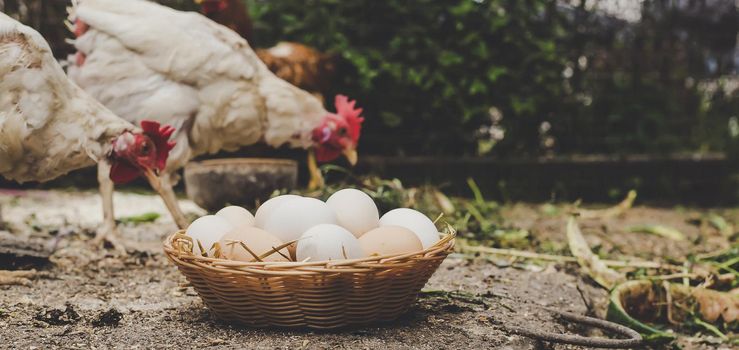 Homemade chicken eggs in a basket. Selective focus. nature.