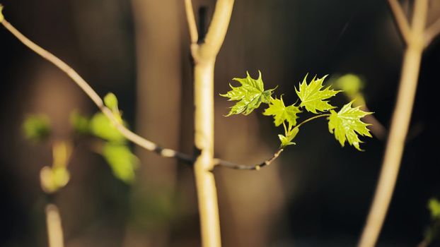Young and fresh maple leaves in the spring in the woods. Video in motion