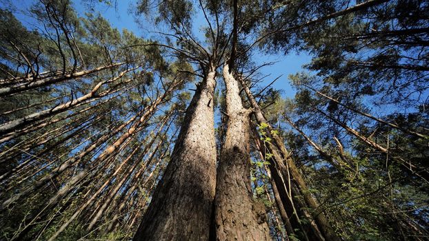 Spring Forest. View from below with a slider