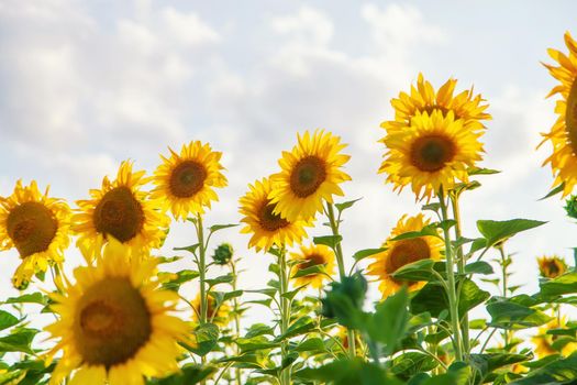 Blooming sunflowers on the field. Selective focus. copy space.