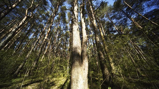 Spring Forest. View from below with a slider