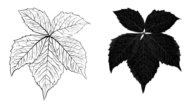 Hand drawn vine grapes leaf leaves illustration, black white elegant wedding ornament, Line art minimalism tatoo style design summer spring nature branch foliage blossom