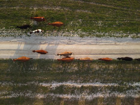 Flying over a small herd of cattle cows walking uniformly down farm road on the hill. Black, brown and spotted cows. Top down aerial view of the countryside on a sping sunset. Idyllic rural landscape