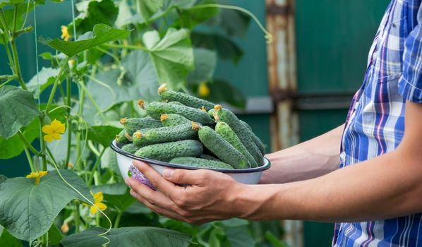 the farmer holds a bowl of freshly picked cucumbers in his hands. selective focus