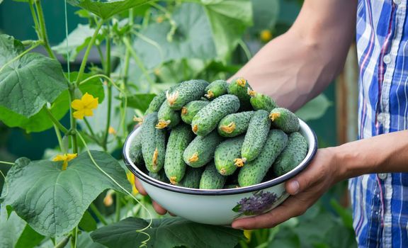 the farmer holds a bowl of freshly picked cucumbers in his hands. selective focus