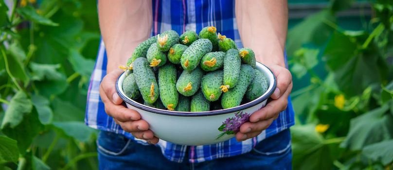the farmer holds a bowl of freshly picked cucumbers in his hands. selective focus