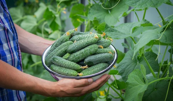 the farmer holds a bowl of freshly picked cucumbers in his hands. selective focus
