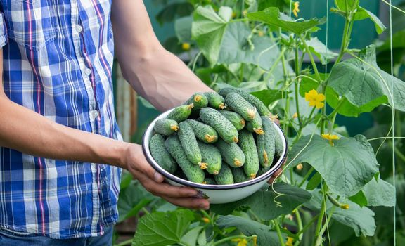 the farmer holds a bowl of freshly picked cucumbers in his hands. selective focus