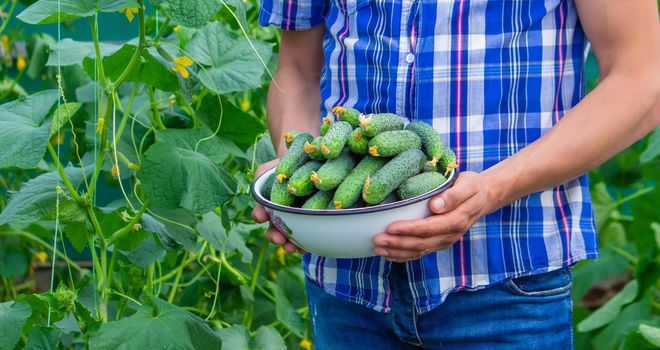 the farmer holds a bowl of freshly picked cucumbers in his hands. selective focus